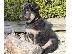 PoulaTo: German sherperd puppy